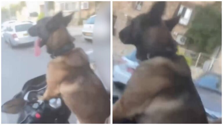 Motorcycle rider from Jerusalem filmed his dog on the motorcycle for social media
