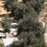 גיא בן הינום בירושלים במהלך עונת מסיק הזיתים על רקע המחלוקת על הקרקעות באזור
